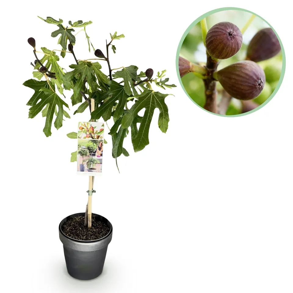 green-guardia-unsere-pflanzen-little-miss-figgy-feigenbaum-90cm image 1