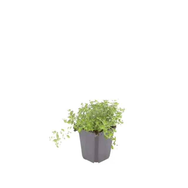 green-guardia-unsere-pflanzen-sand-thymian-bodendecker-6-pflanzen image 1