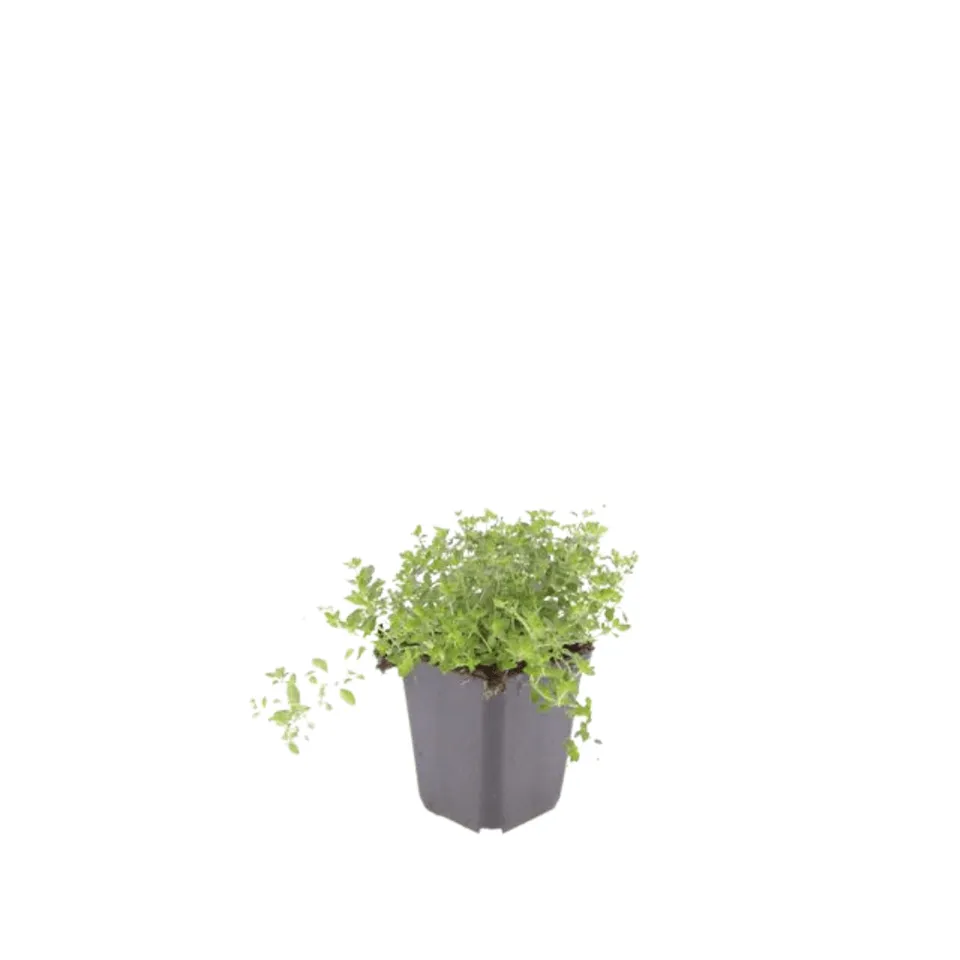 green-guardia-unsere-pflanzen-sand-thymian-bodendecker-6-pflanzen image 1