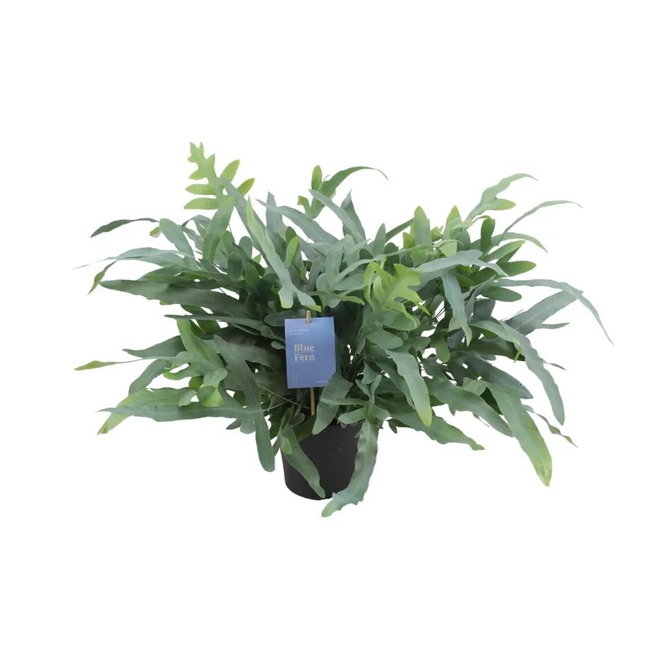 green-guardia-phlebodium-blue-star-blaufarn-50-cm image 1