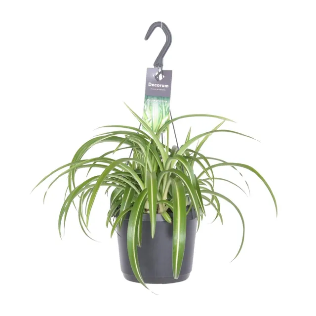 green-guardia-gr-nlilie-bonnie-chlorophytum-17-cm-topf image 1
