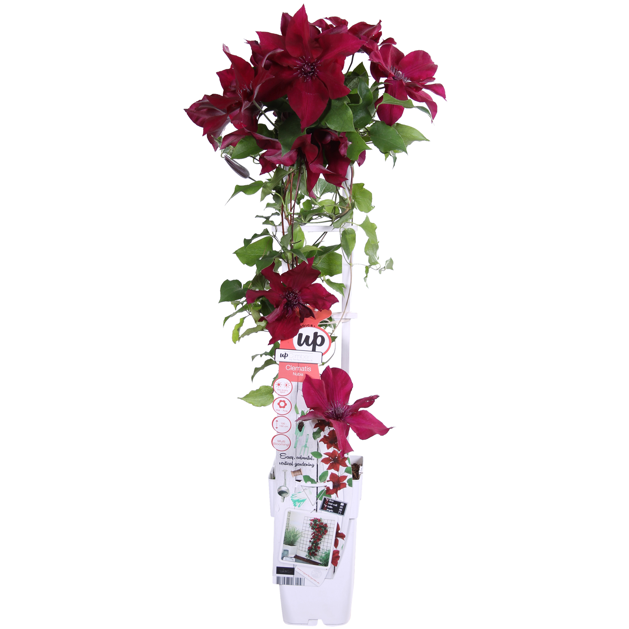 green-guardia-clematis-nubia-rot-kletterpflanze-65cm-k-bel image 1