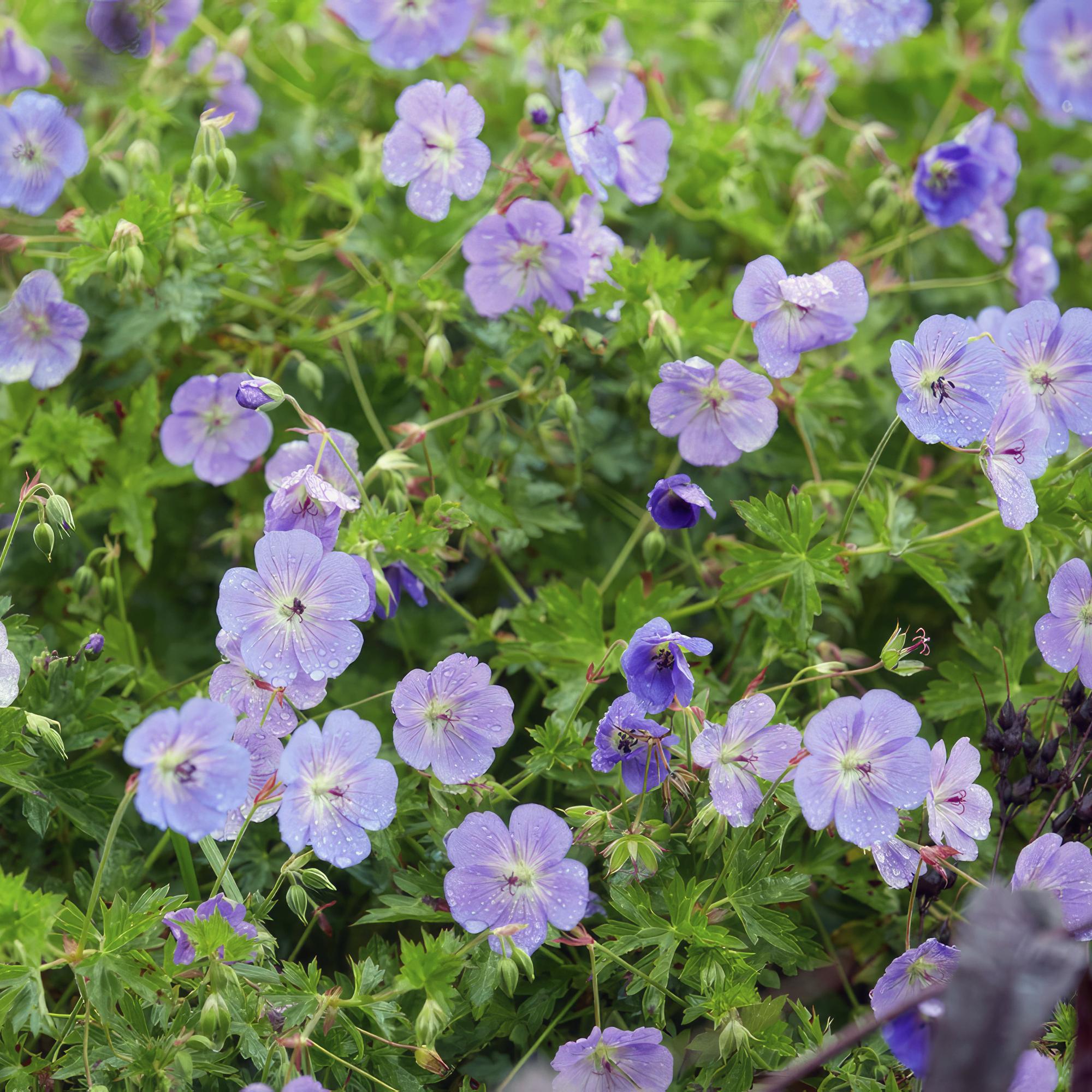 green-guardia-unsere-pflanzen-geranium-rozanne-storchschnabel-6x image 4