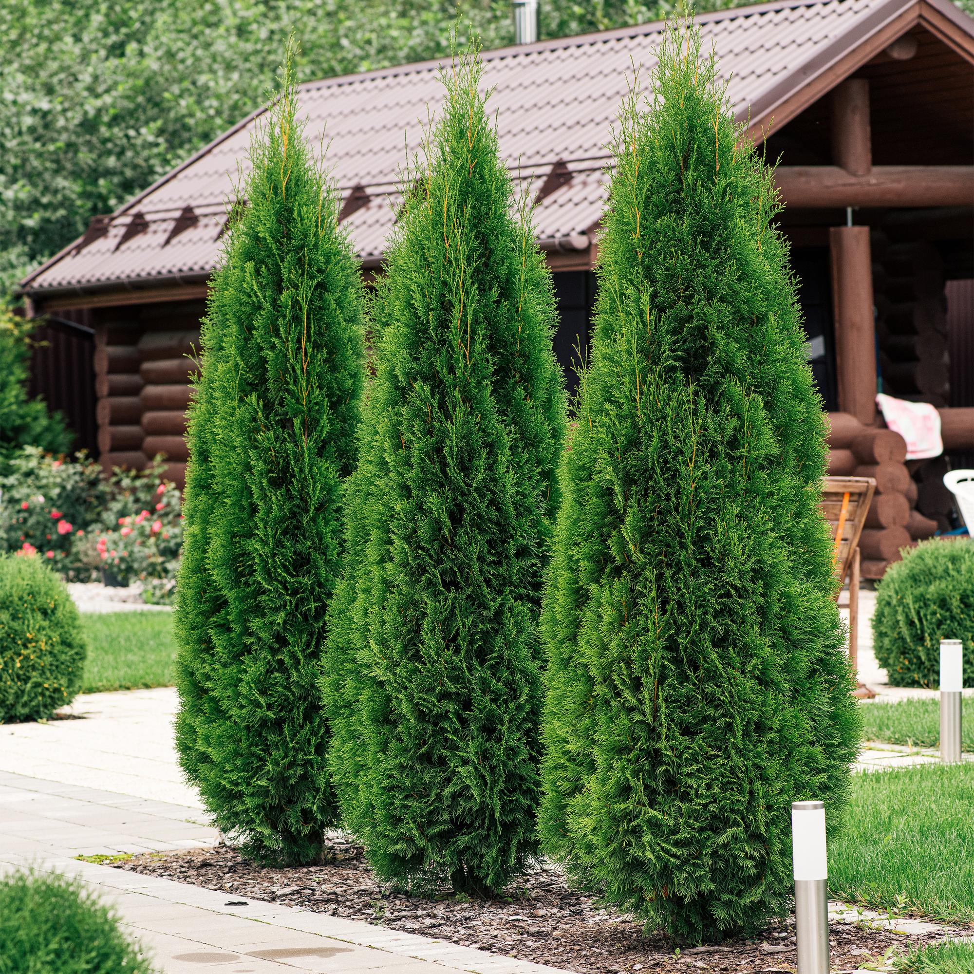 green-guardia-unsere-pflanzen-thuja-smaragd-heckenpflanze-60cm-17cm image 5