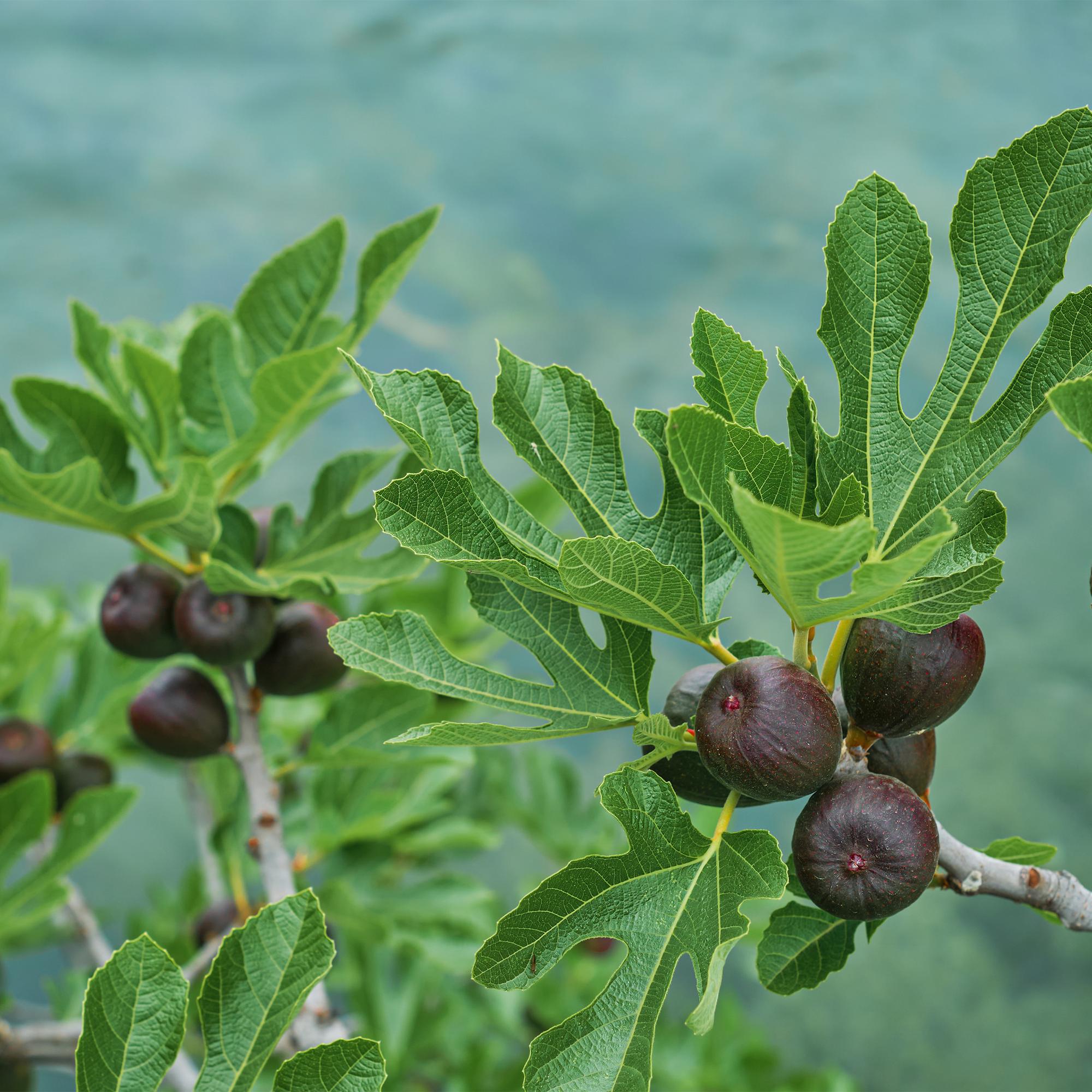green-guardia-unsere-pflanzen-feigenbaum-brown-turkey-90cm-fruchtend image 4