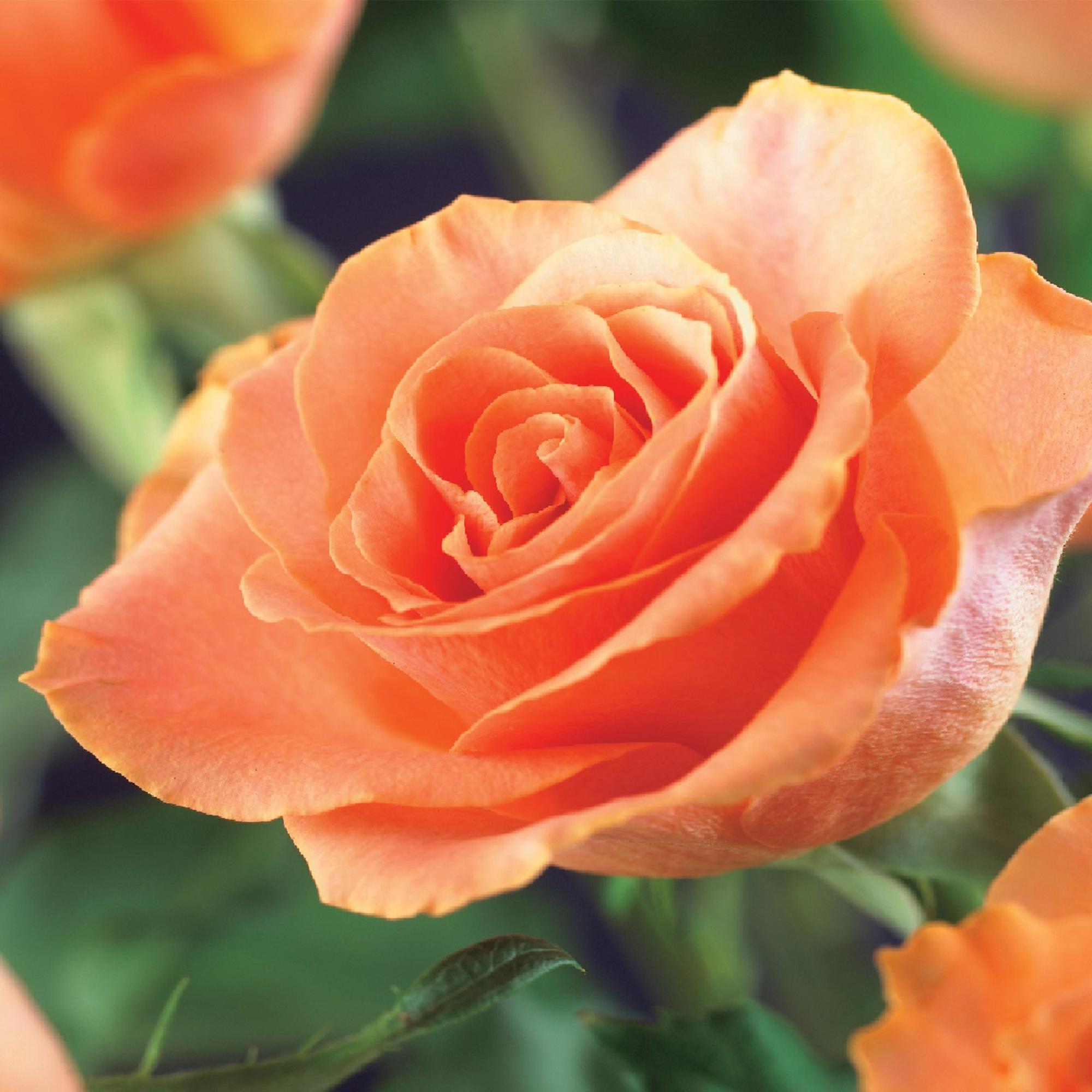 green-guardia-unsere-pflanzen-rosa-orange-climber-kletterrose-2x40cm image 4