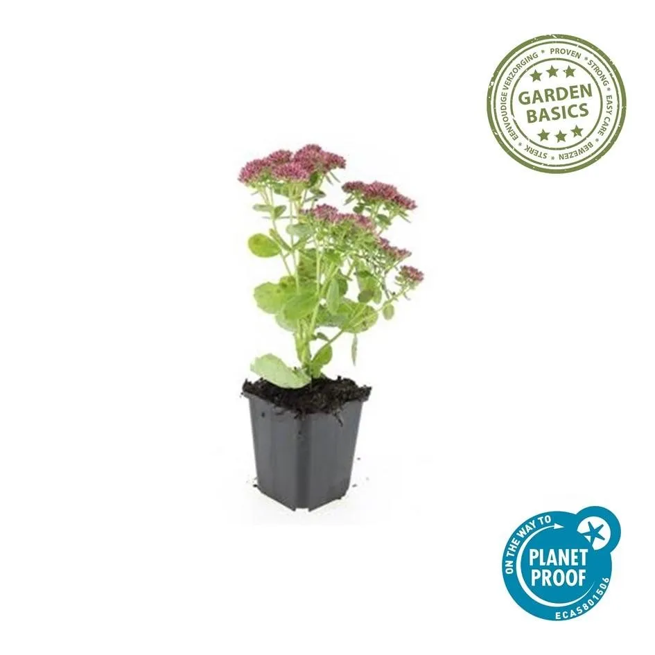 green-guardia-unsere-pflanzen-sedum-herbstfreude-fetthenne-6-pflanzen image 1