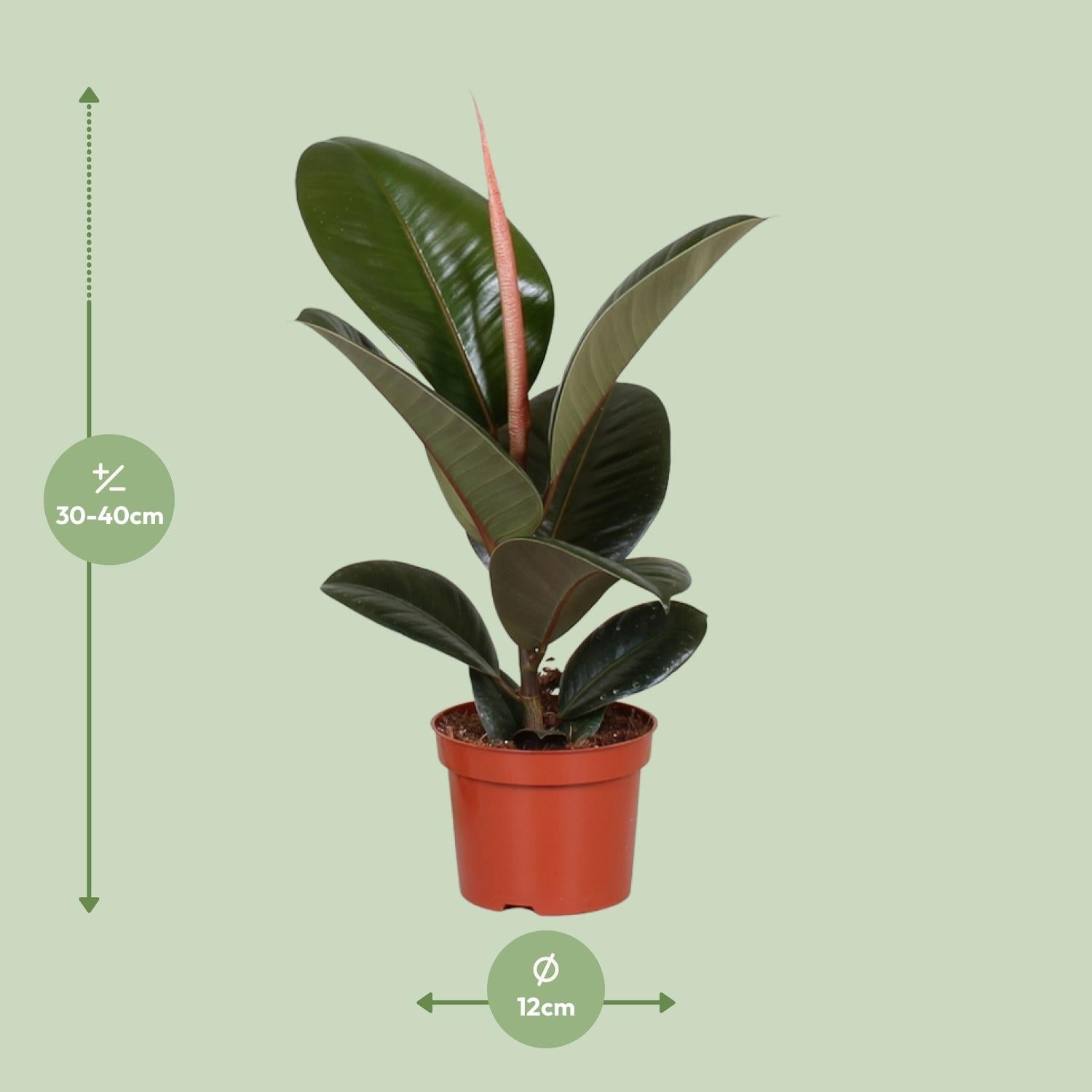 green-guardia-unsere-pflanzen-ficus-elastica-robusta-gummibaum-35-cm image 3