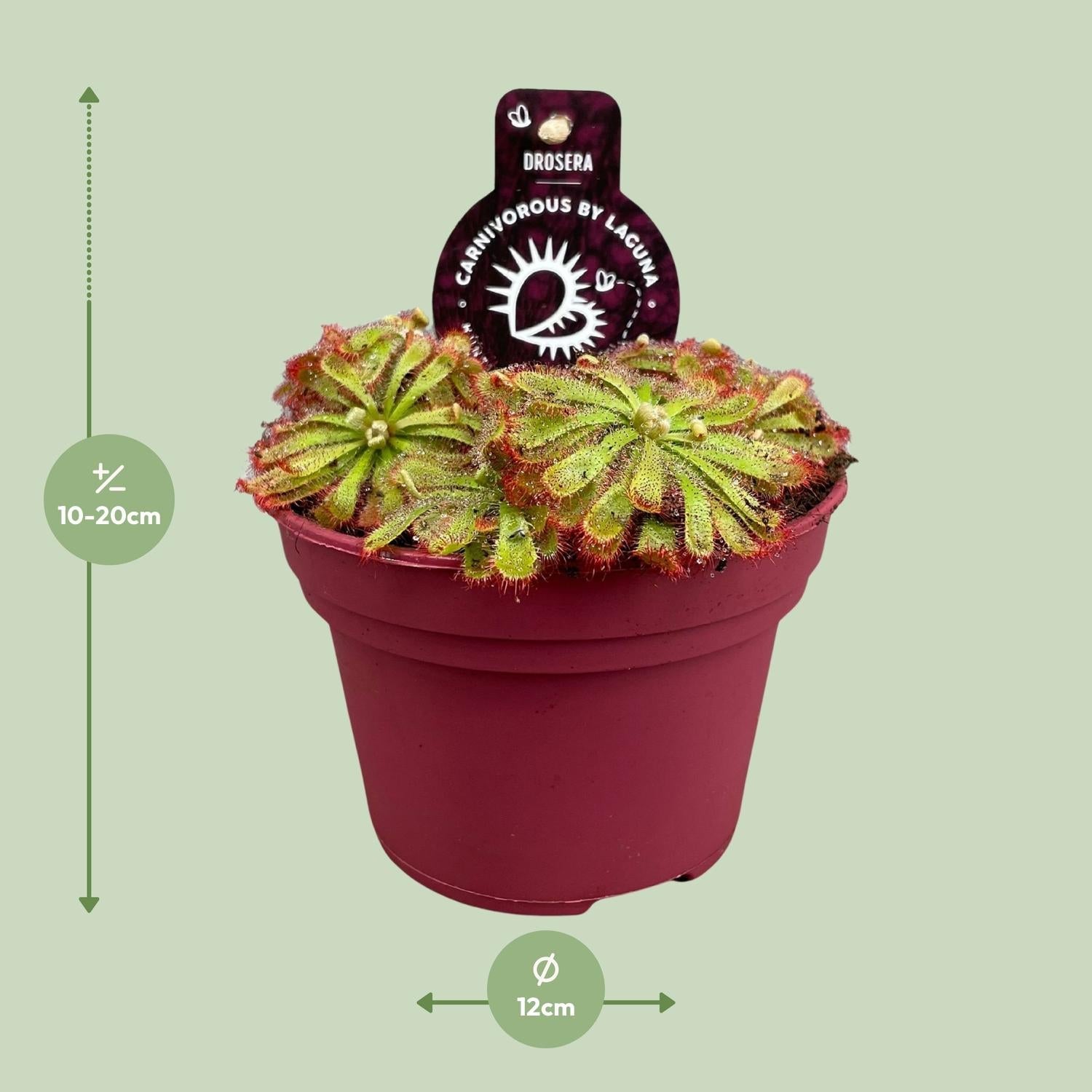 green-guardia-unsere-pflanzen-drosera-aliciae-sonnentau-12cm-topf image 2