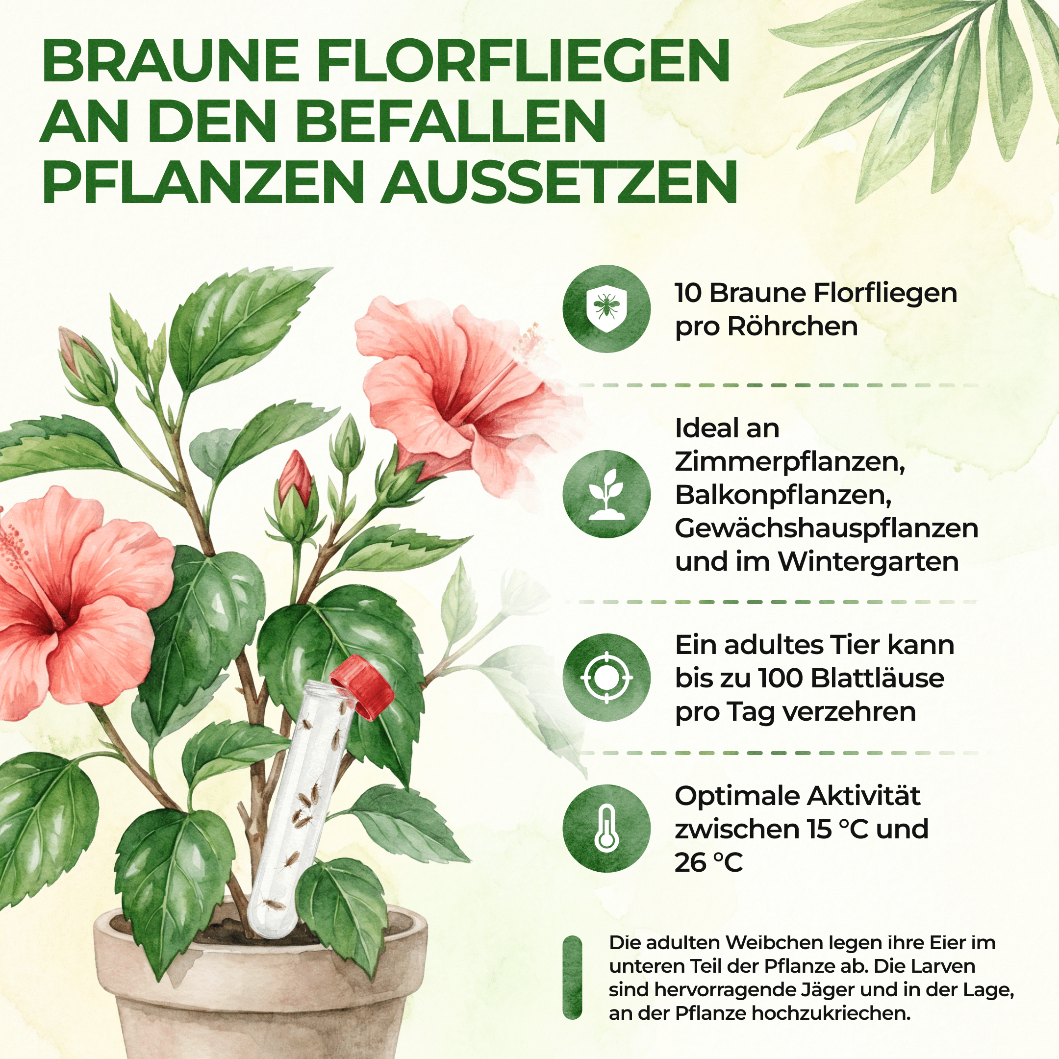 green-guardia-braune-florfliegen-n-tzlinge-1-r-hrchen-1-2m image 5