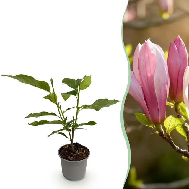 green-guardia-ricki-magnolia-zierstrauch-30-cm-rosa-bl-te image 1