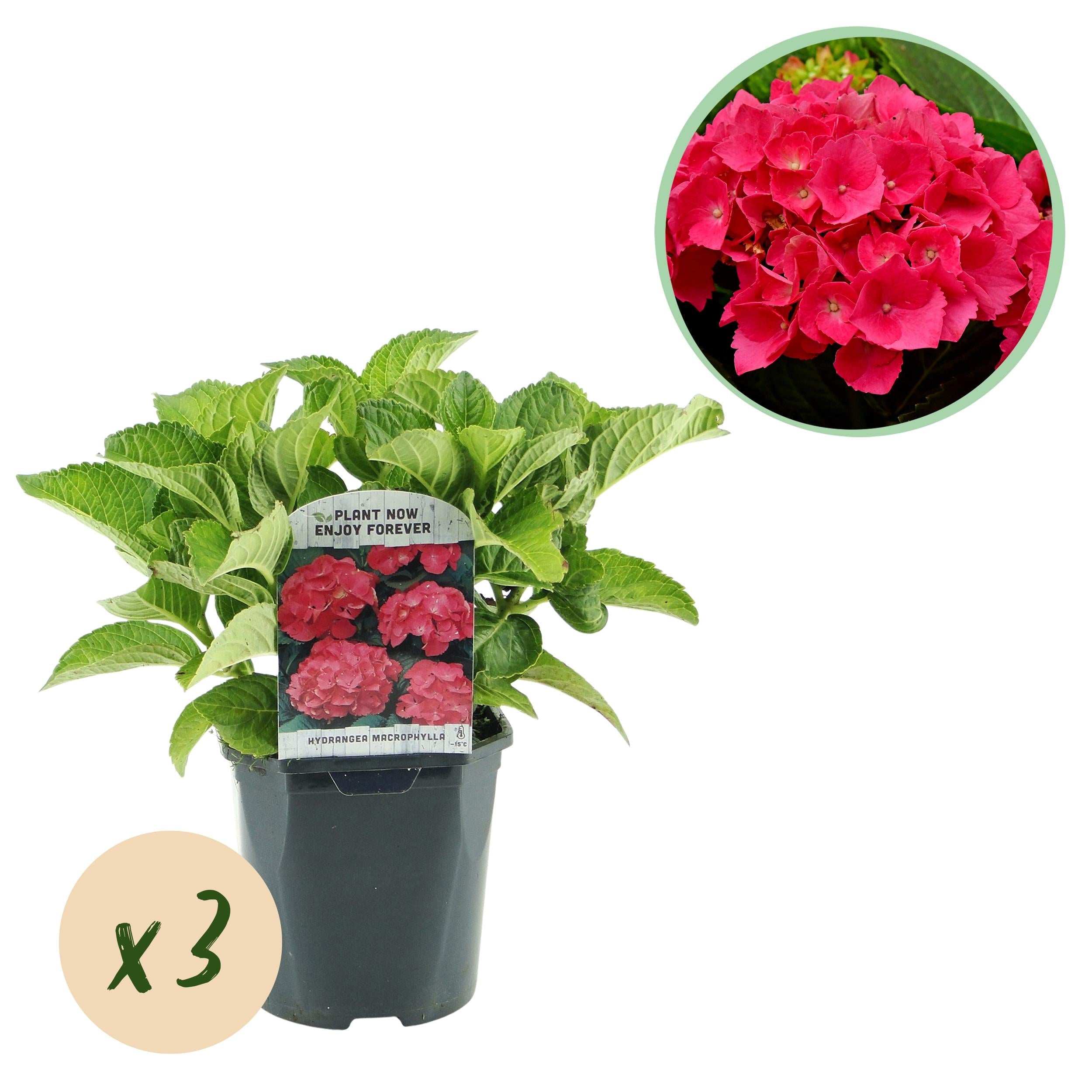 green-guardia-hydrangea-hortensie-3-pflanzen-blau-30-cm image 4
