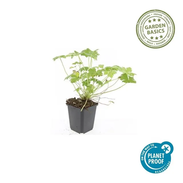 green-guardia-geranium-czakor-bodendecker-9cm-winterhart-rosa image 1
