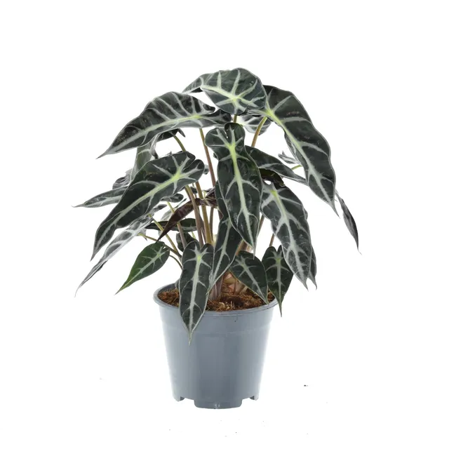 green-guardia-unsere-pflanzen-bambino-arrow-alocasia-14-cm-topf image 1
