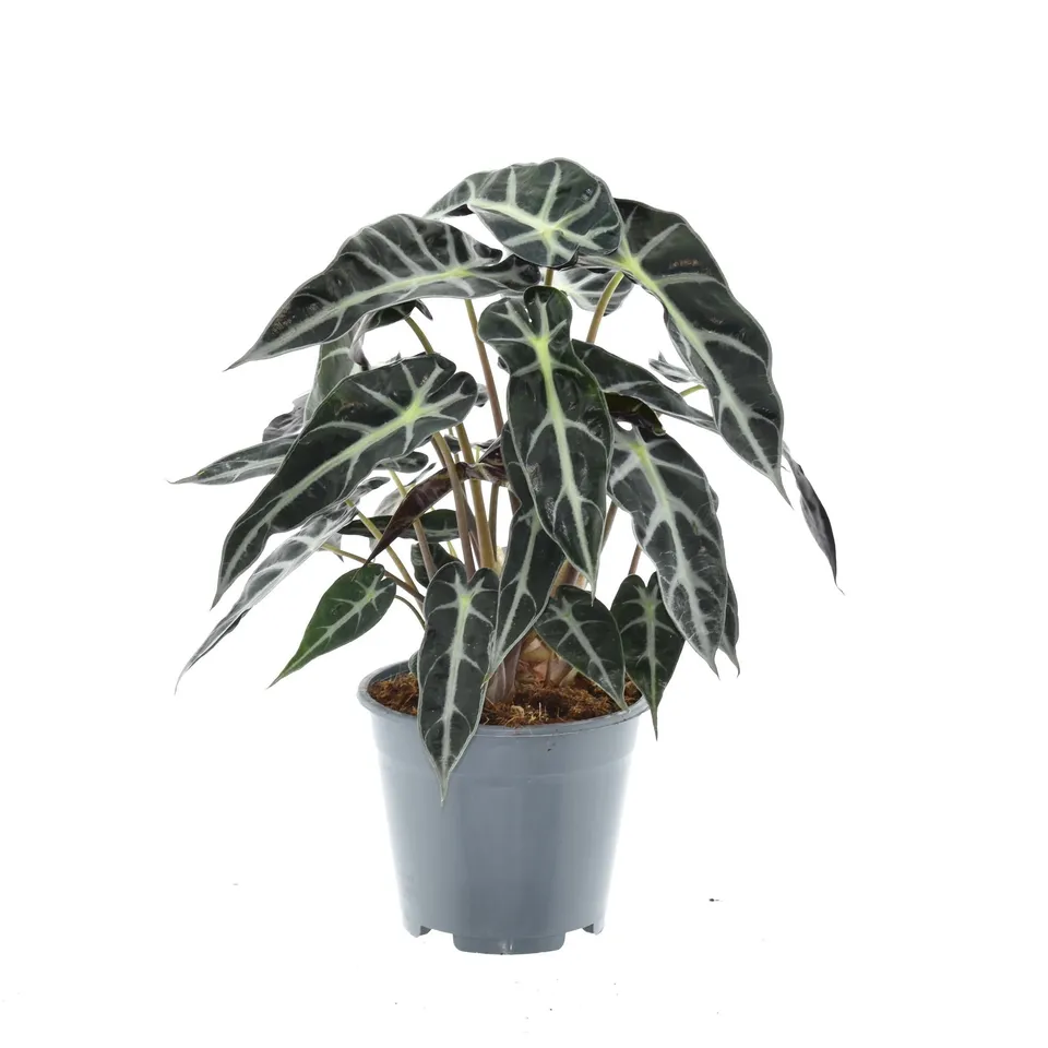 green-guardia-unsere-pflanzen-bambino-arrow-alocasia-14-cm-topf image 1