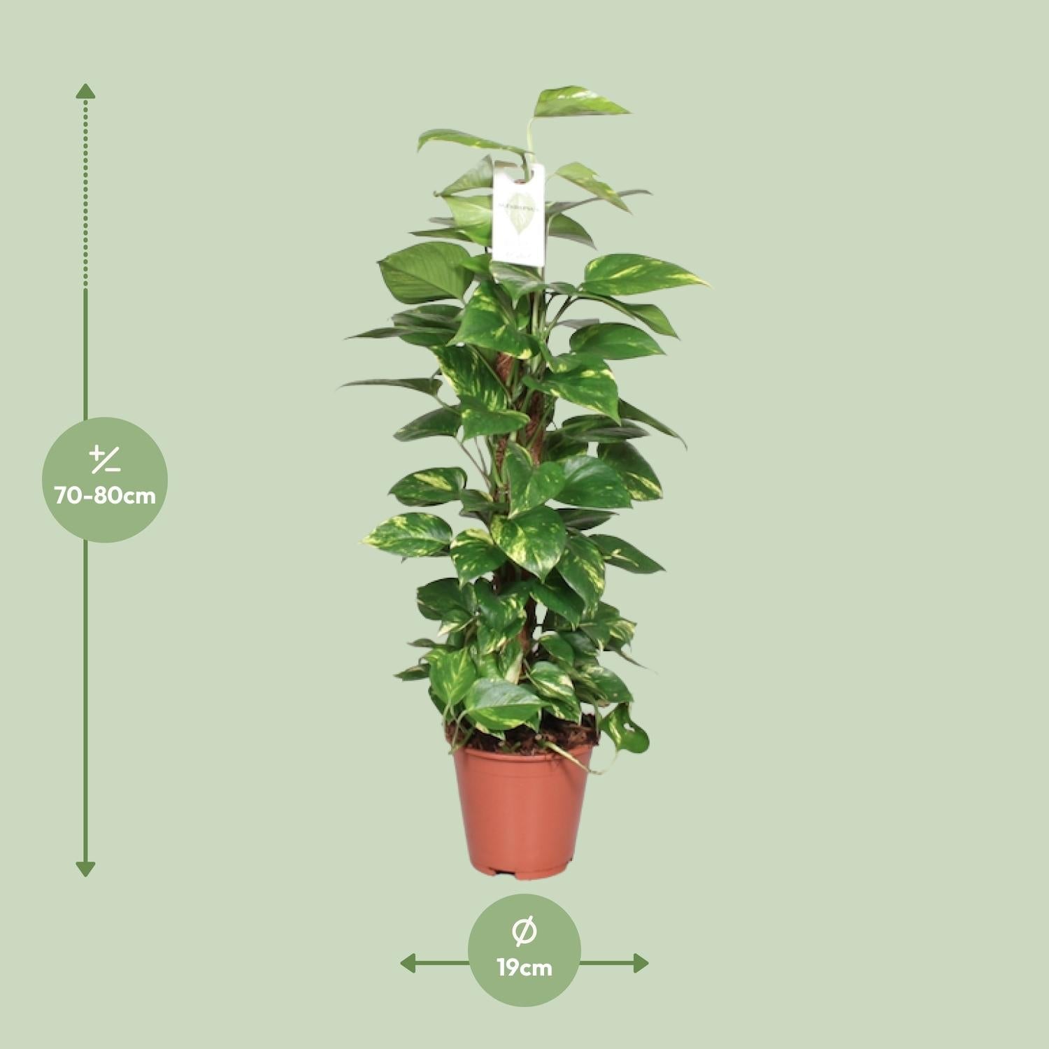 green-guardia-unsere-pflanzen-efeutute-epipremnum-80cm-moosstab image 6
