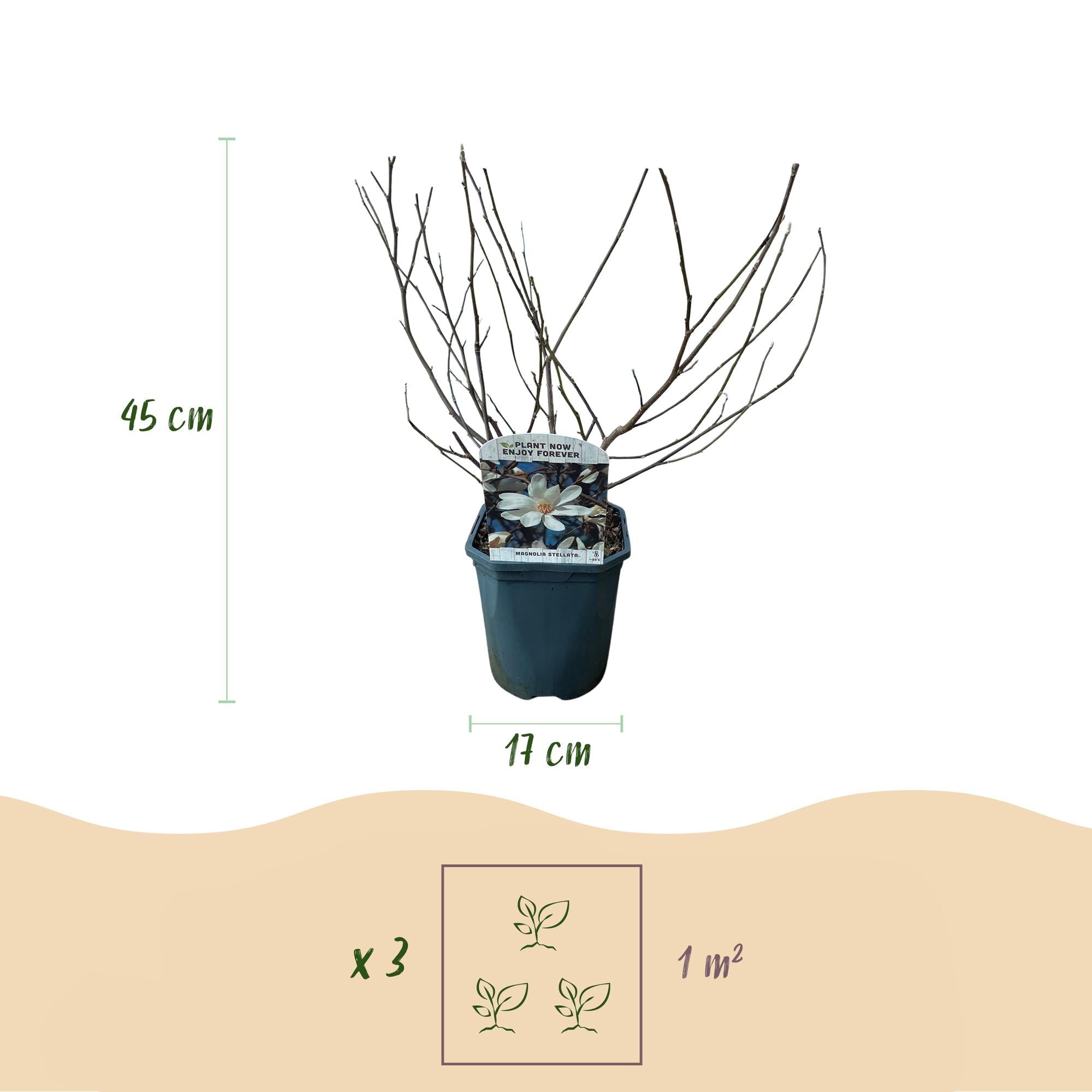 green-guardia-unsere-pflanzen-magnolia-stellata-zierstrauch-wei image 2