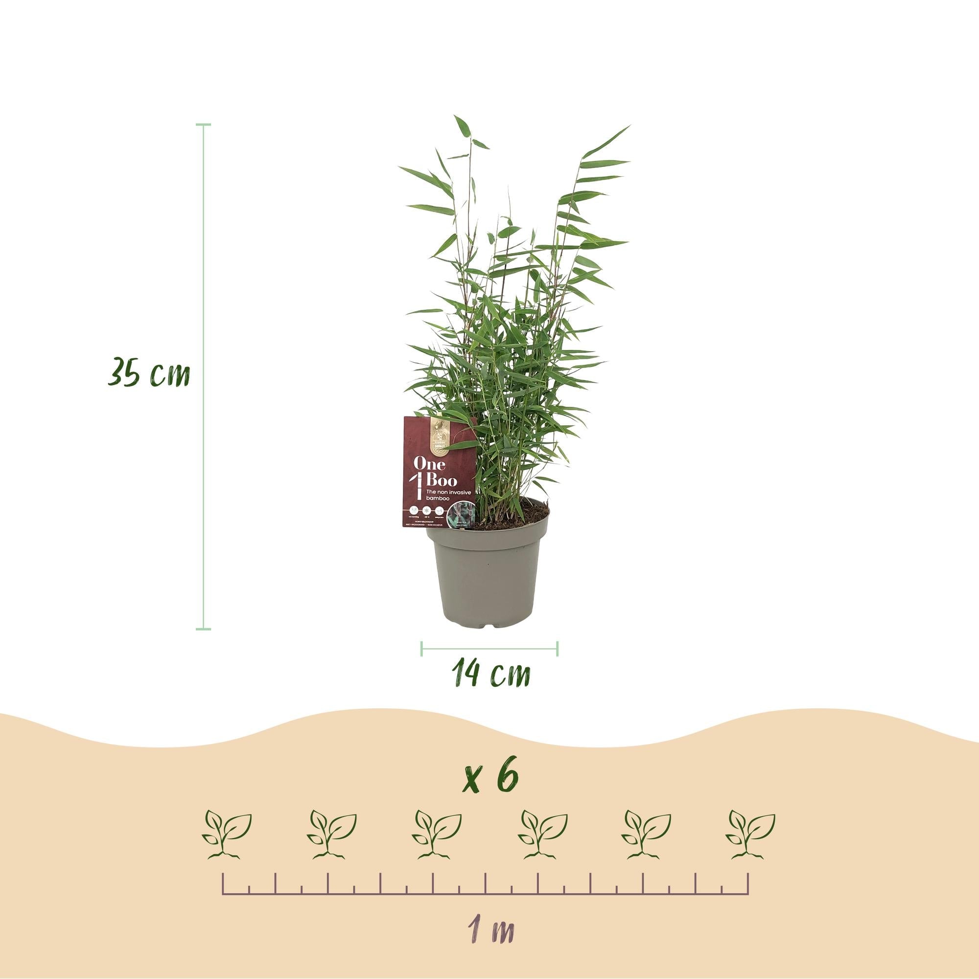 green-guardia-fargesia-red-dragon-bambus-14-cm-topf image 2