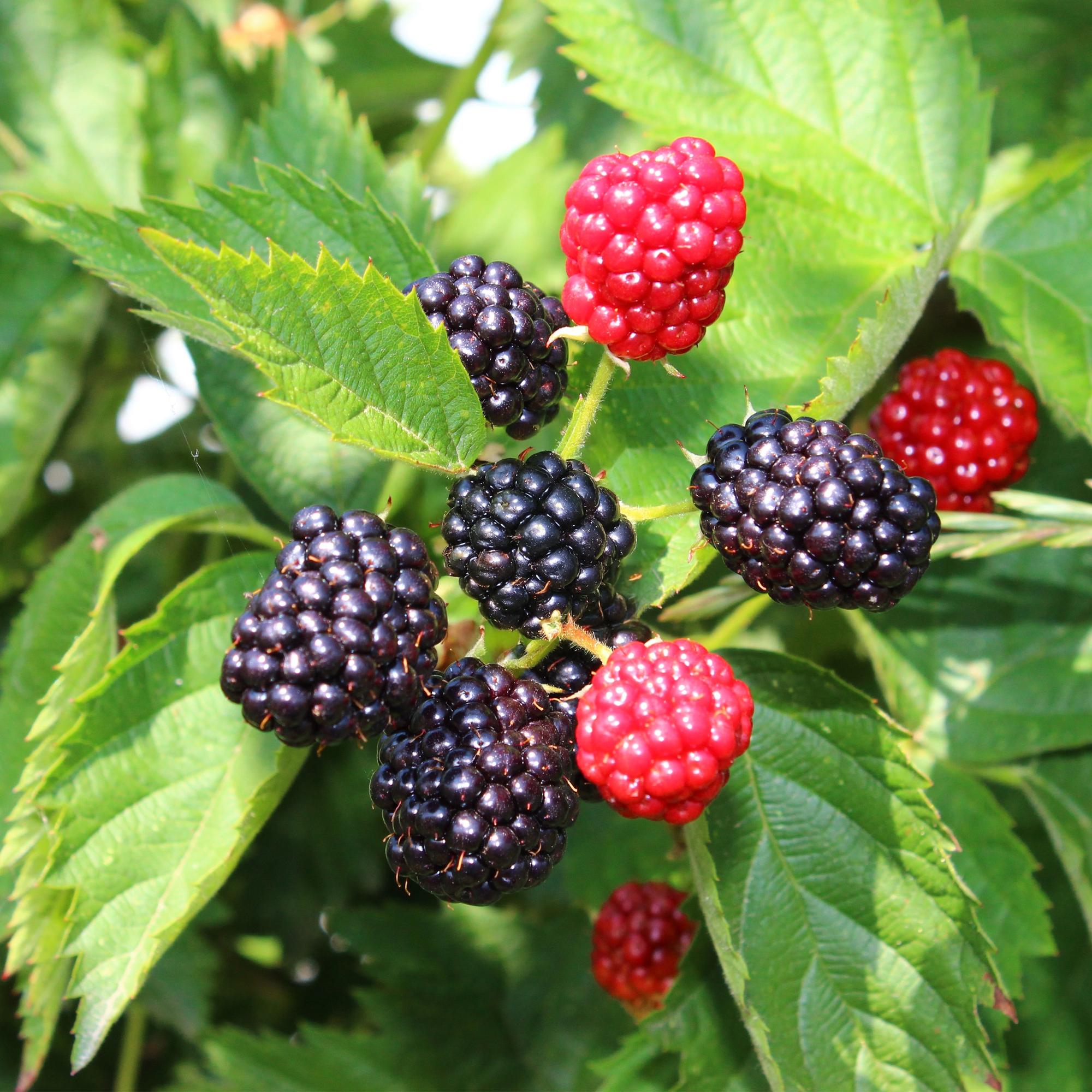 green-guardia-rubus-thornfree-brombeere-dornlos-2-pfl-11cm image 2