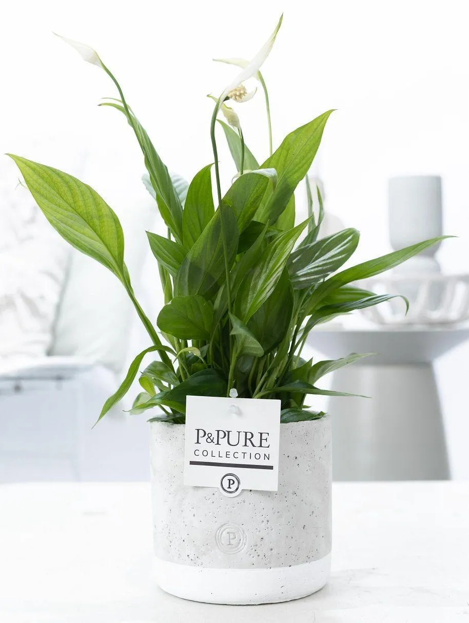 green-guardia-spathiphyllum-jade-ceramics-zimmerpflanze-12cm-topf image 1
