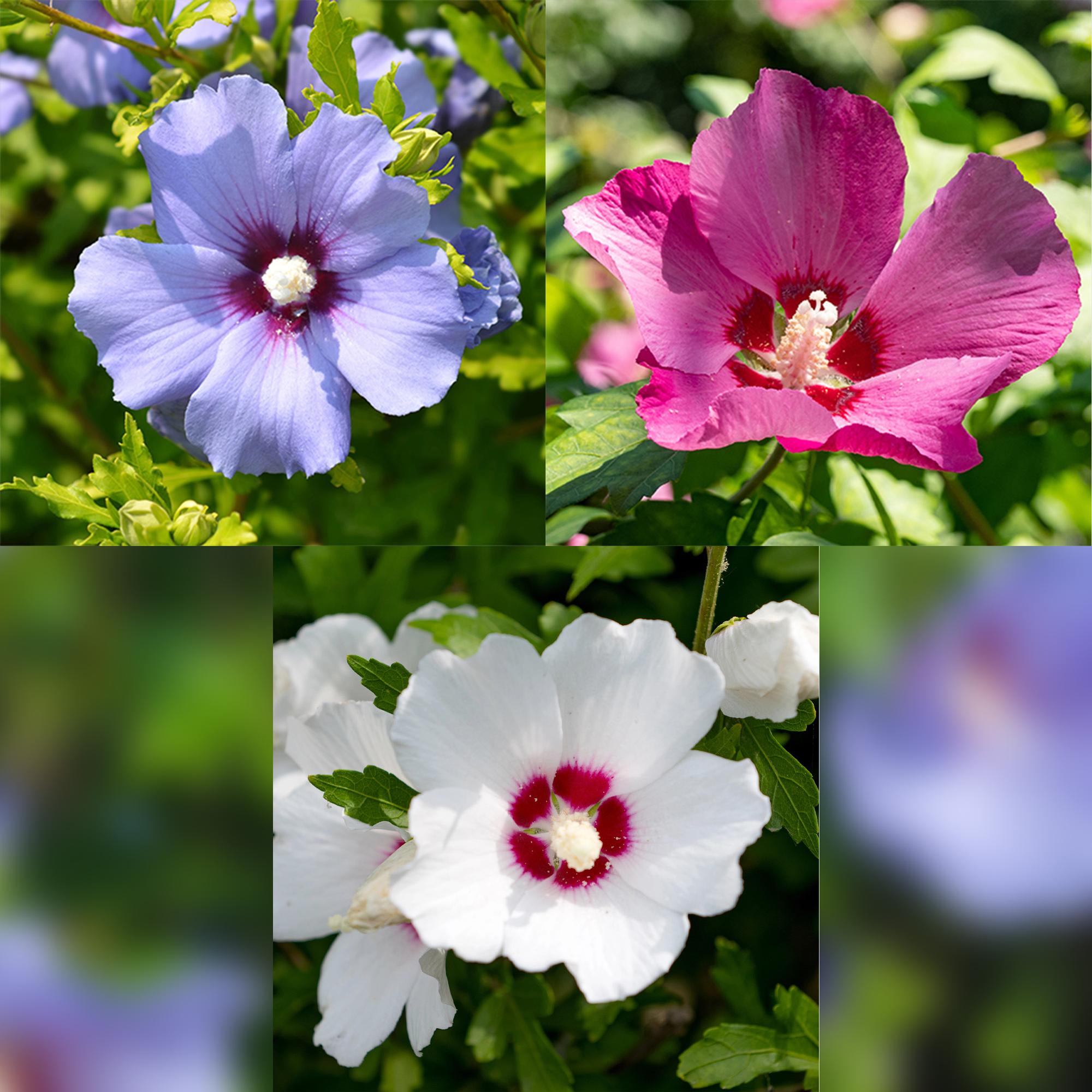 green-guardia-hibiskus-tricolour-3-pflanzen-17-cm-topf-45-cm image 4