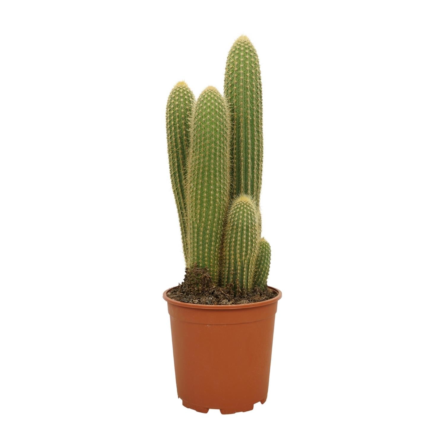 green-guardia-vatricania-guentheri-kaktus-55-cm-robust image 1