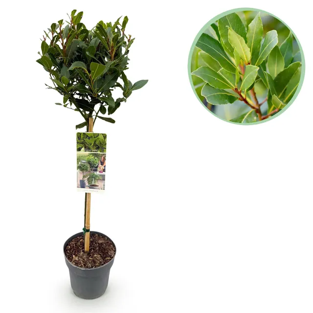 green-guardia-unsere-pflanzen-laurus-nobilis-lorbeerbaum-90-cm-19-cm-topf image 1