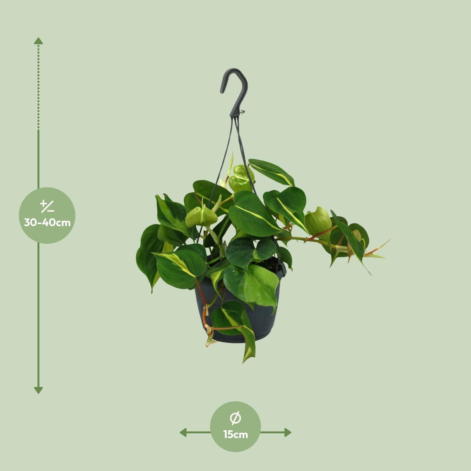 green-guardia-unsere-pflanzen-philodendron-brasil-15cm-zimmerpfl image 2