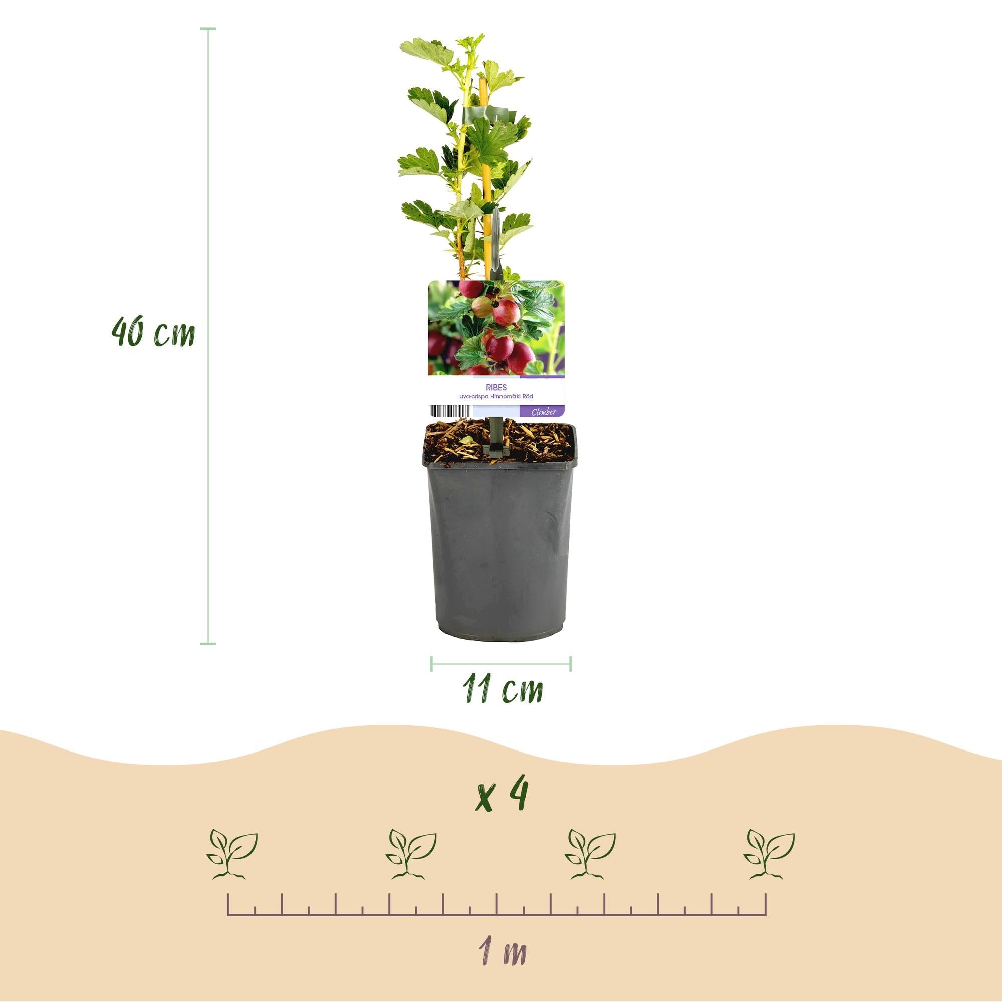 green-guardia-hinnom-ki-r-d-rote-stachelbeere-2-pflanzen-40cm image 4