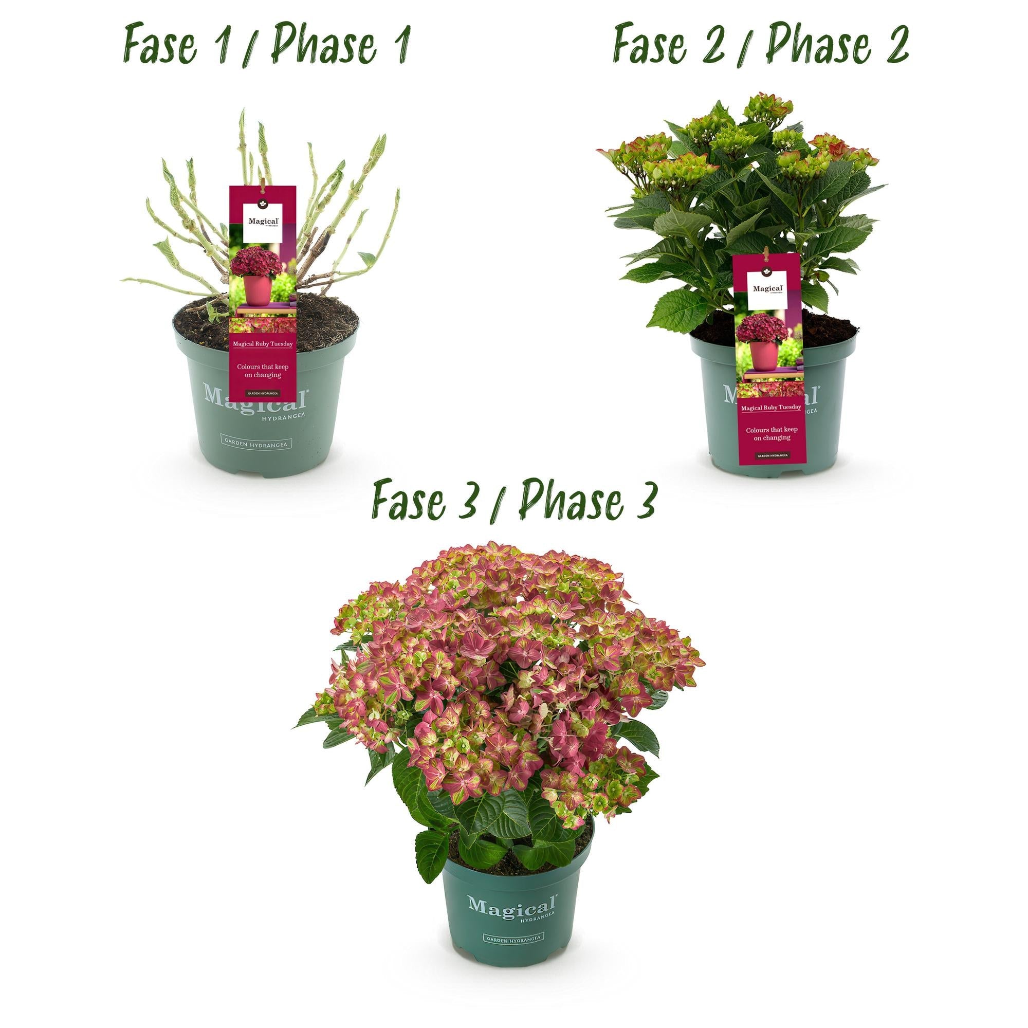 green-guardia-hortensie-magical-balkonpflanze-23-cm-topf-rot image 3