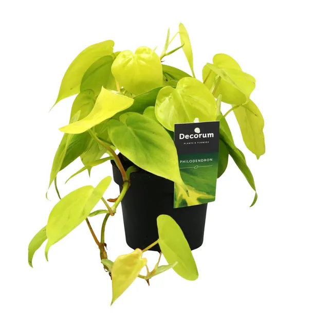 green-guardia-unsere-pflanzen-philodendron-lime-baumfreund-12cm-pflegeleicht image 1