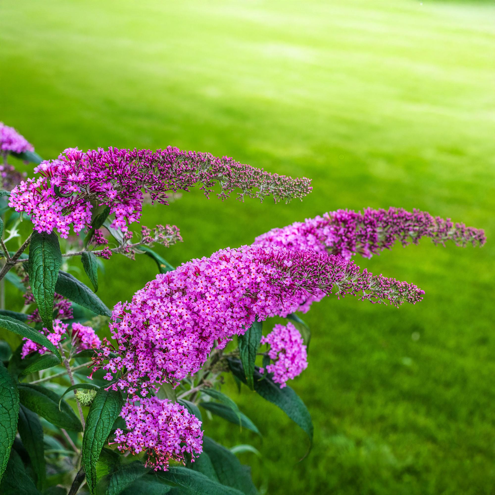 green-guardia-buddleja-pink-delight-schmetterlingsstrauch-17-cm image 4