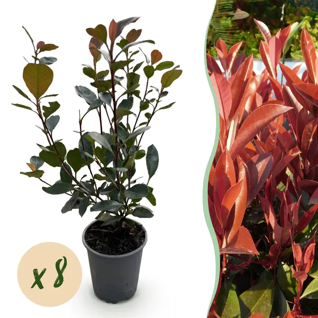 green-guardia-unsere-pflanzen-photinia-little-red-robin-hecke-8er-set image 1