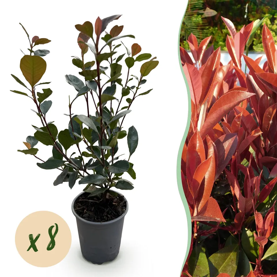 green-guardia-unsere-pflanzen-photinia-little-red-robin-hecke-8er-set image 1