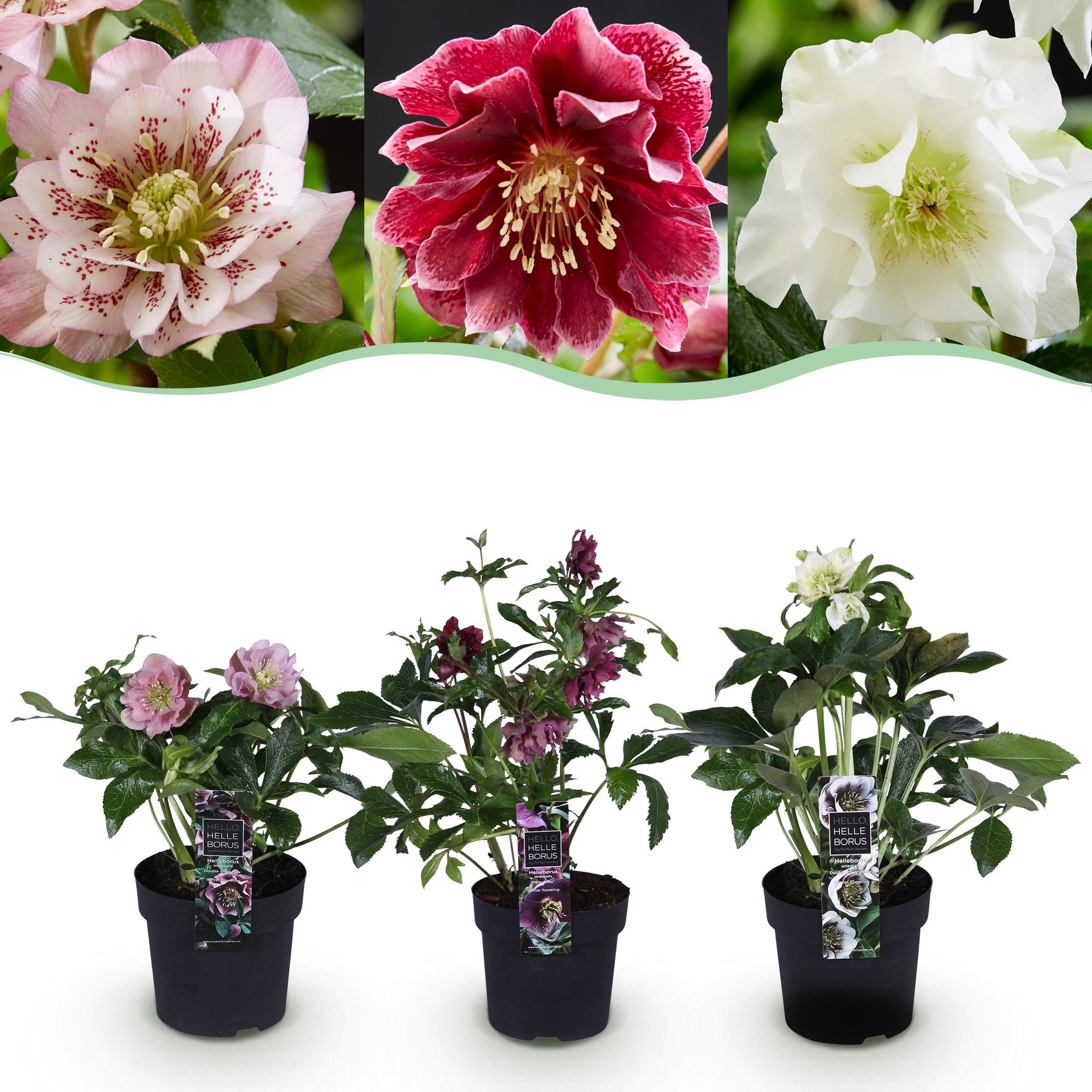 green-guardia-helleborus-double-tricolour-christrose-3-pflanzen image 1