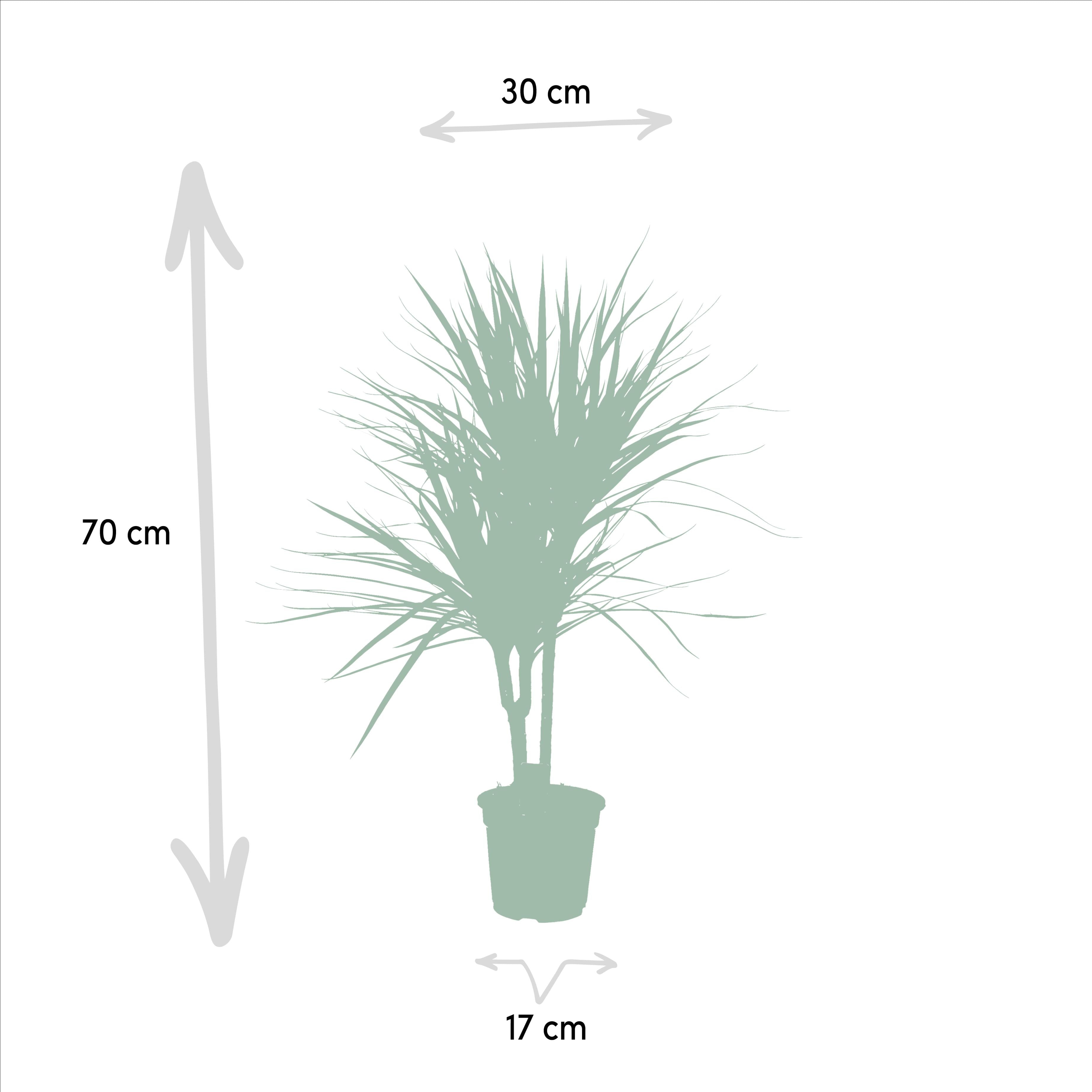 green-guardia-unsere-pflanzen-drachenbaum-55cm-zimmerpflanze-pflegeleicht image 5