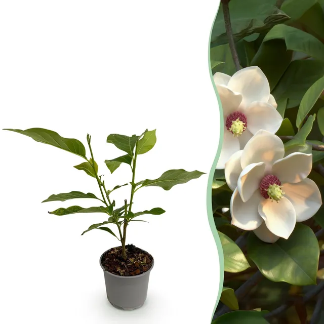 green-guardia-magnolia-sieboldii-bl-tenstrauch-12cm-30cm-wei image 1