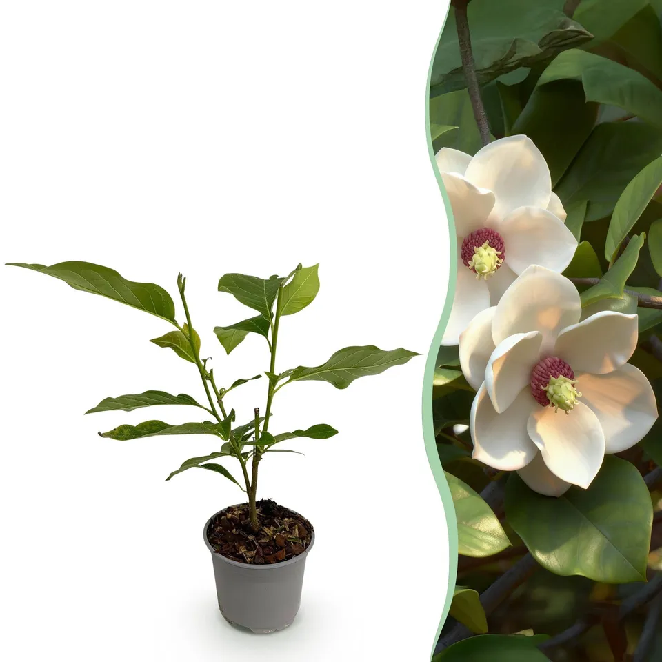 green-guardia-magnolia-sieboldii-bl-tenstrauch-12cm-30cm-wei image 1