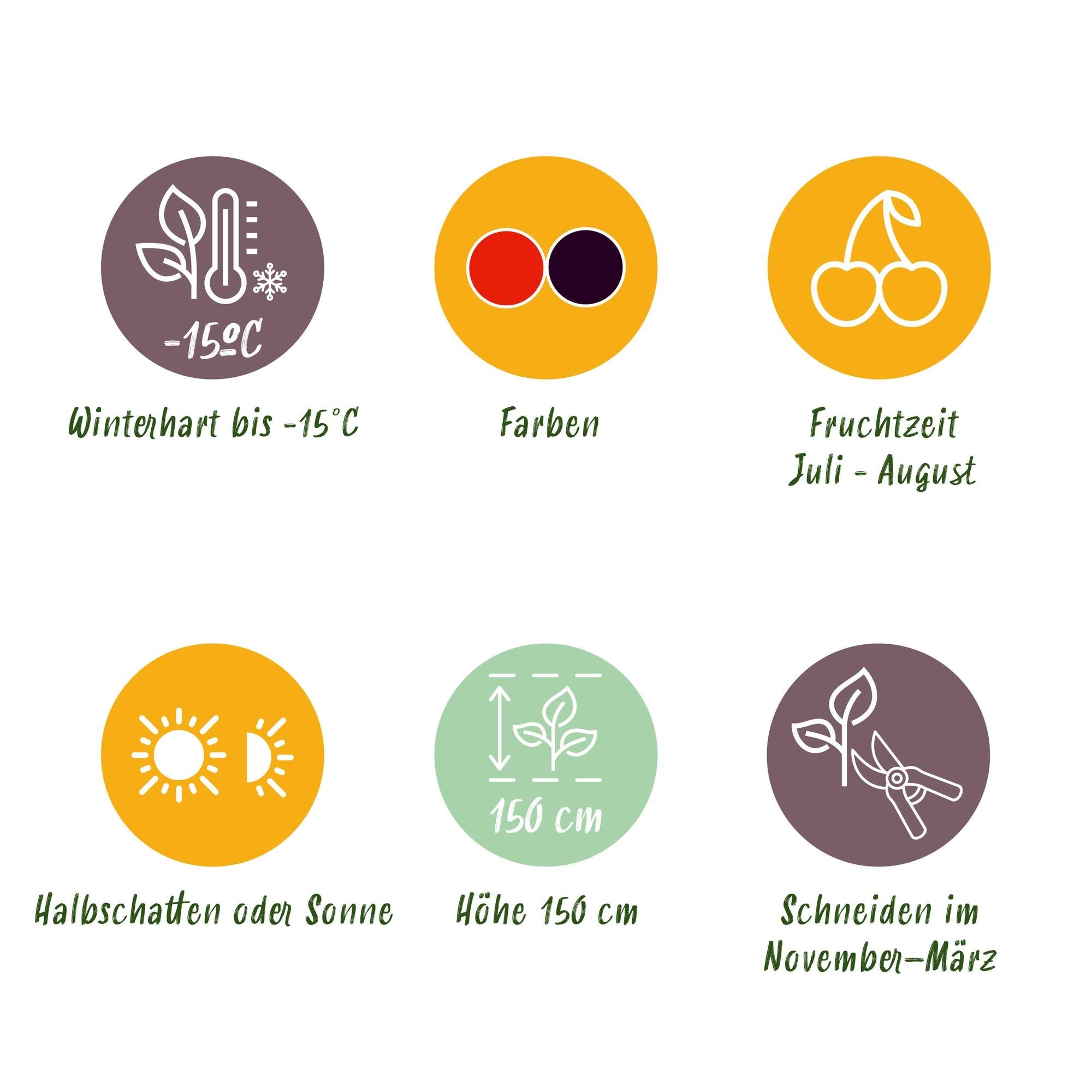 green-guardia-beerenpflanzen-mix-johannisbeere-himbeere-brombeere-3-pflanzen image 6