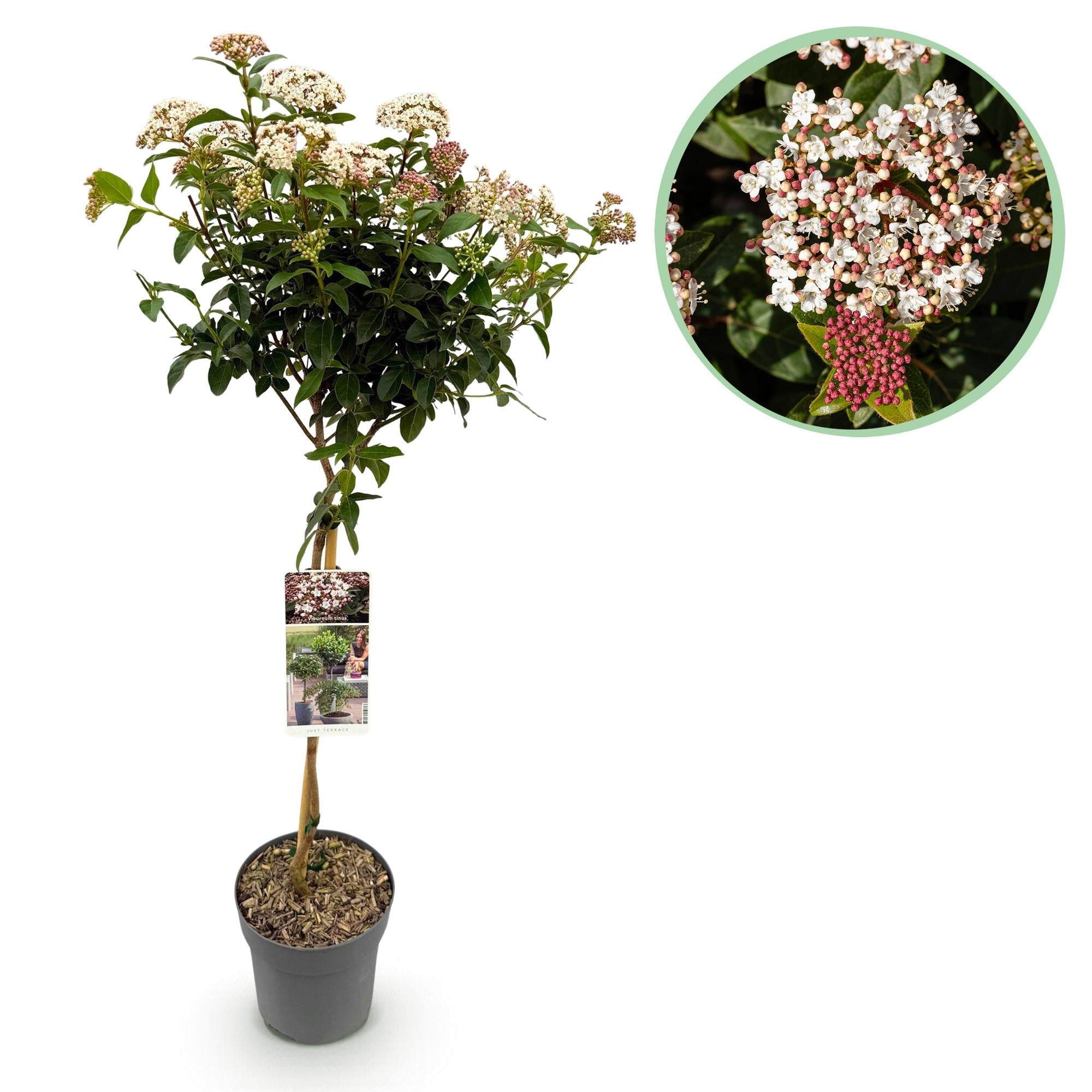 green-guardia-unsere-pflanzen-viburnum-tinus-stamm-90cm image 1