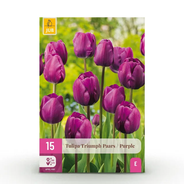 green-guardia-unsere-pflanzen-tulpe-triumph-purple-blumenzwiebel-15x image 1