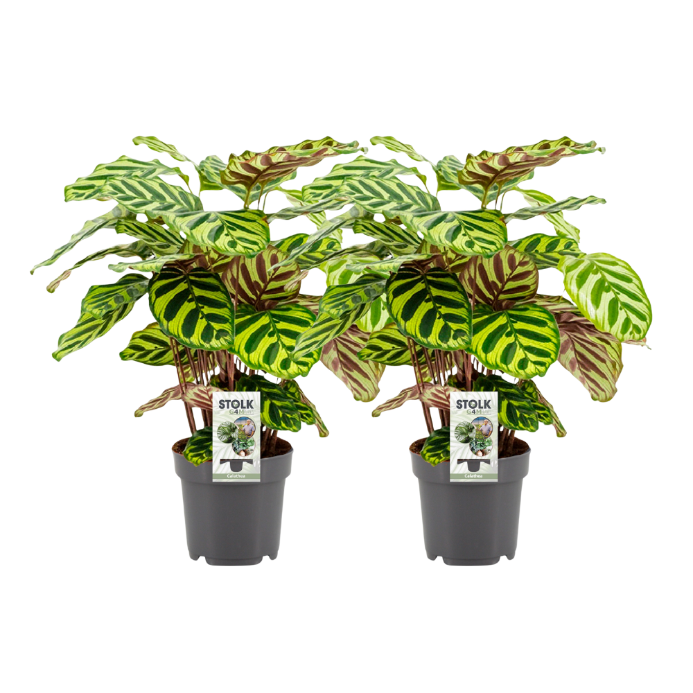 green-guardia-calathea-makoyana-korbmarante-14cm-45cm image 2