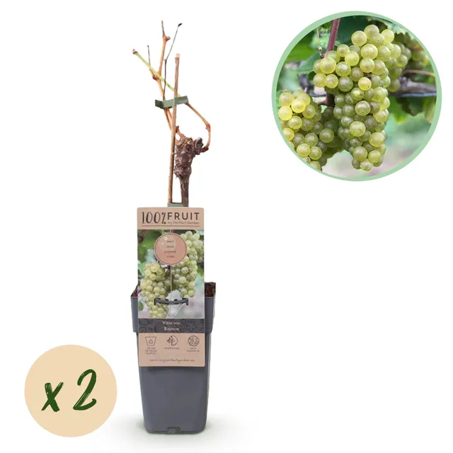 green-guardia-bianca-tafeltraube-weiss-2-pflanzen-50-cm image 1