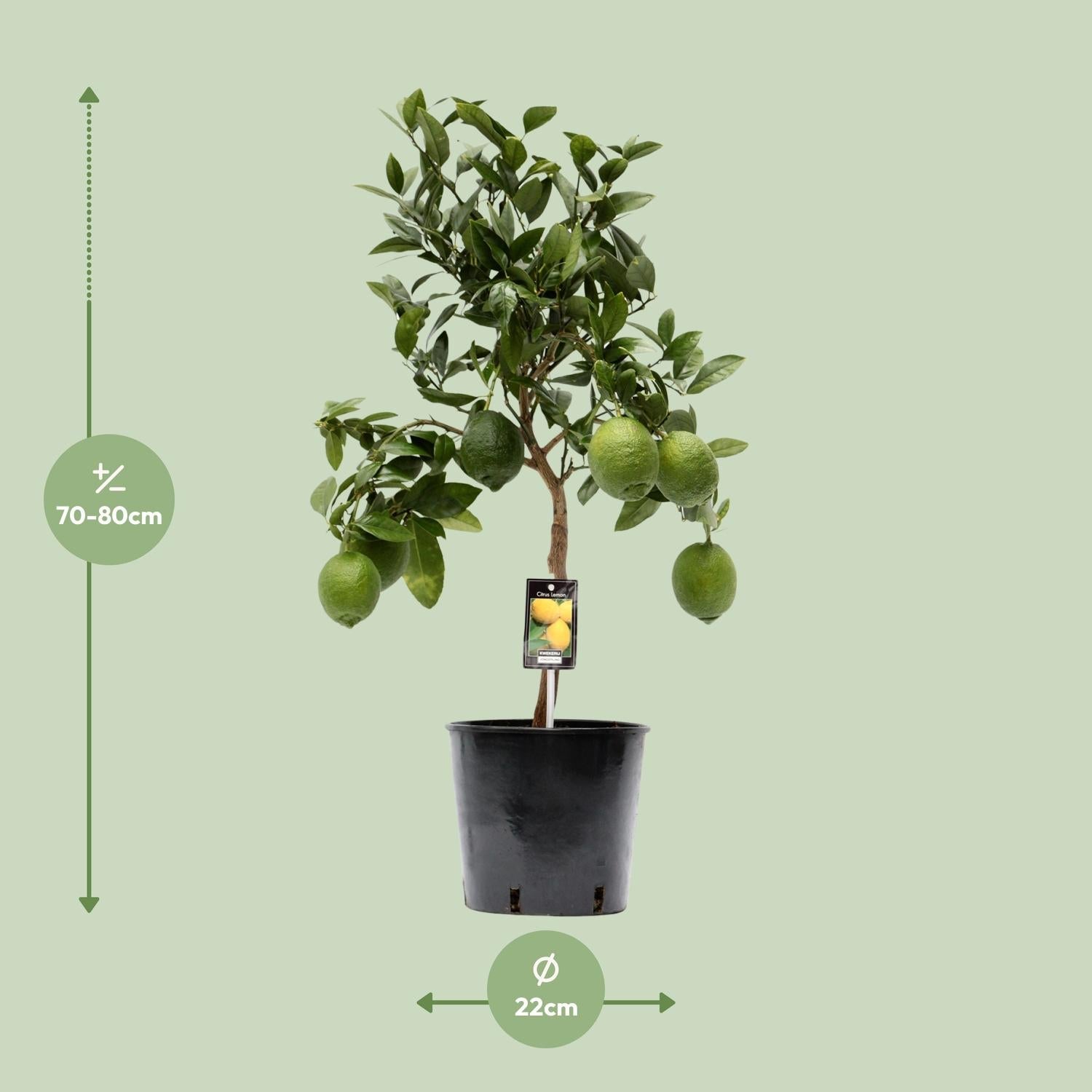 green-guardia-unsere-pflanzen-zitronenbaum-citrus-lemon-35-cm image 4