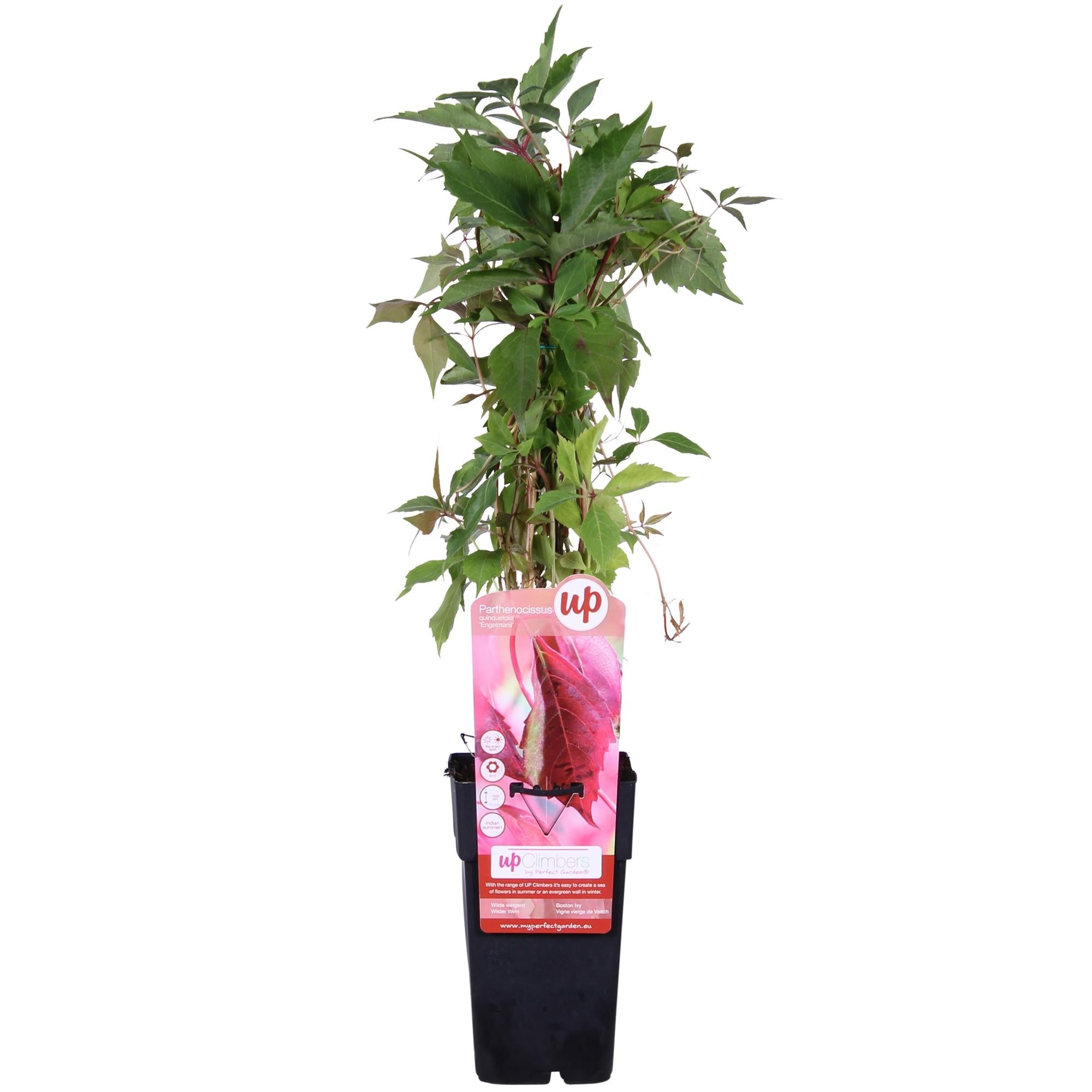green-guardia-engelmannii-wilder-wein-kletterpflanze-65-cm-15-cm-topf image 1