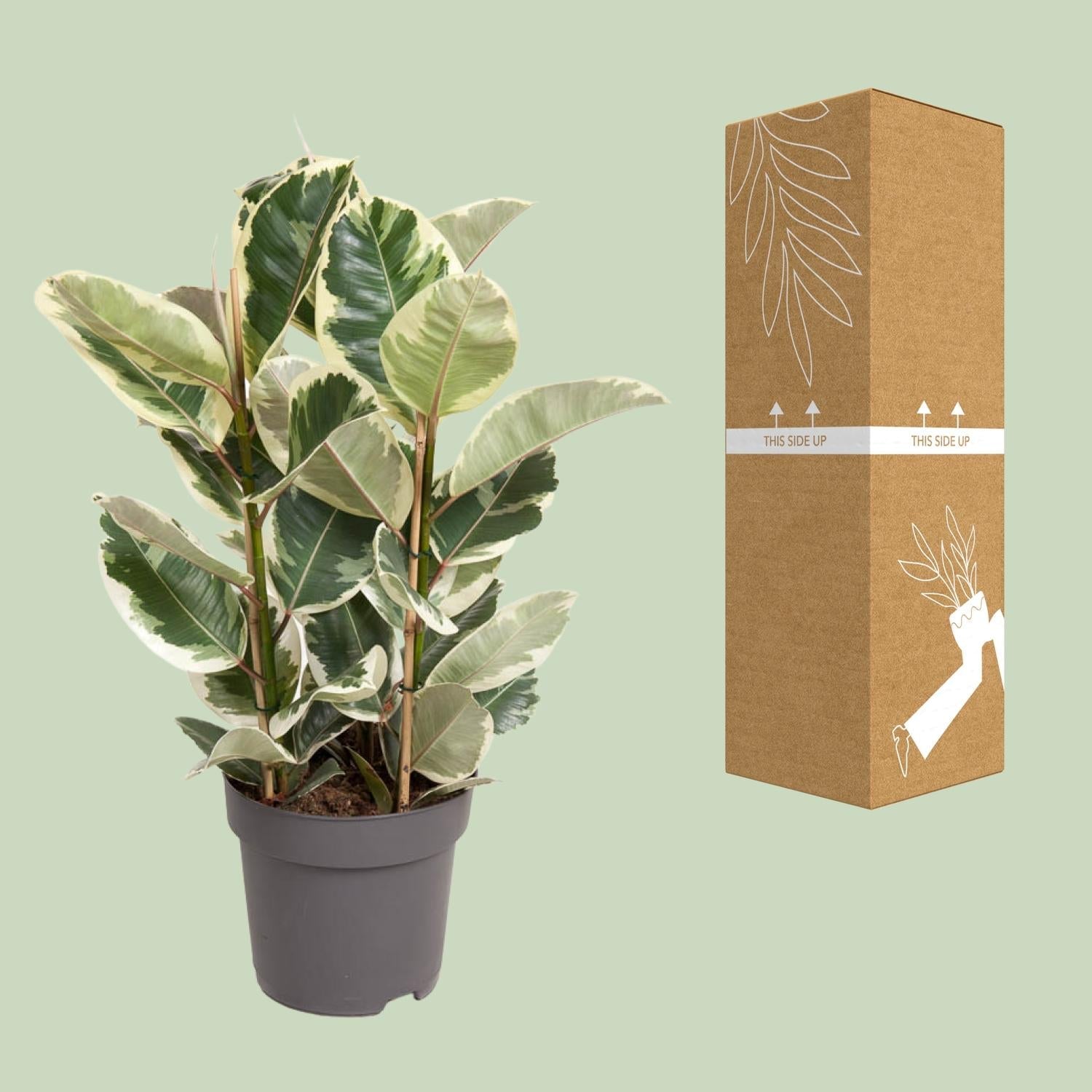 green-guardia-unsere-pflanzen-ficus-tineke-gummibaum-50cm-panaschiert image 2