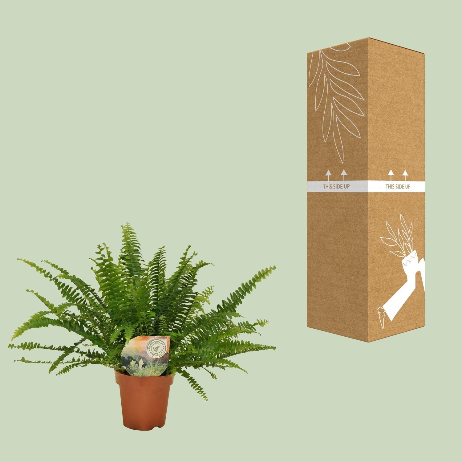 green-guardia-farn-green-lady-zimmerpflanze-nephrolepis-12-cm-30-cm image 3