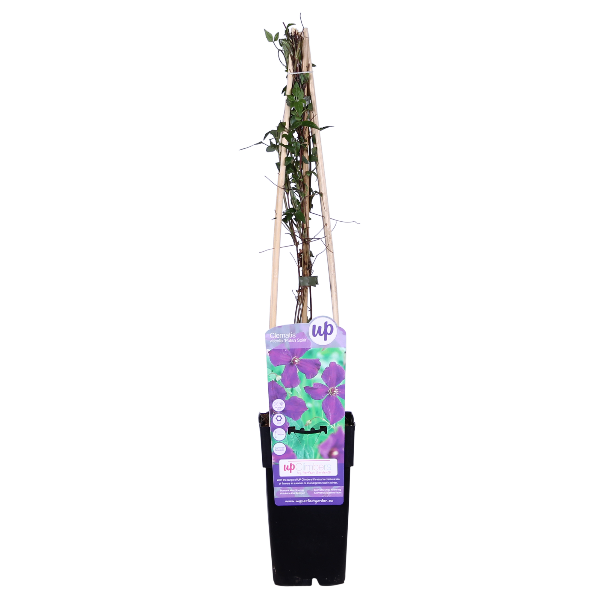 green-guardia-unsere-pflanzen-clematis-polish-spirit-kletterpflanze-violett-3x image 1