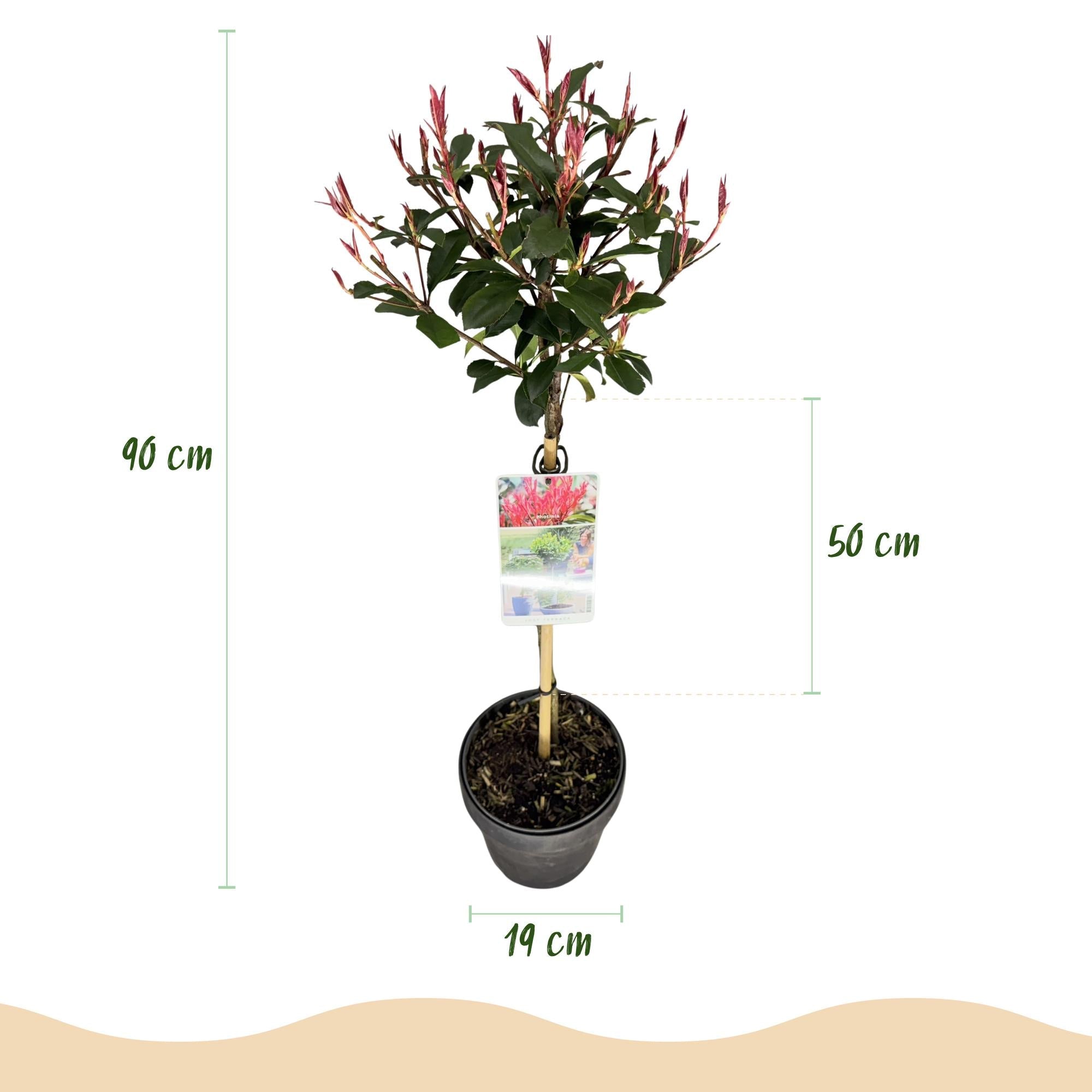 green-guardia-unsere-pflanzen-carr-rouge-glanzmispel-stamm-90-cm image 2