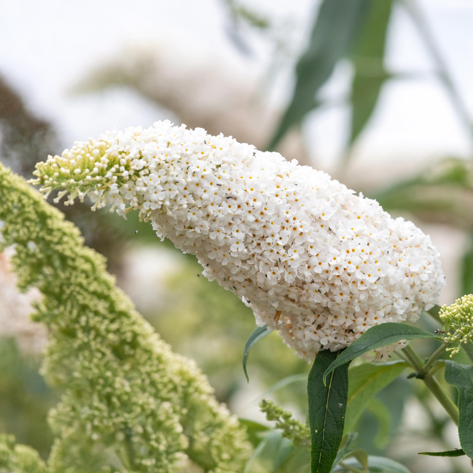 green-guardia-white-profusion-schmetterlingsstrauch-25cm image 3